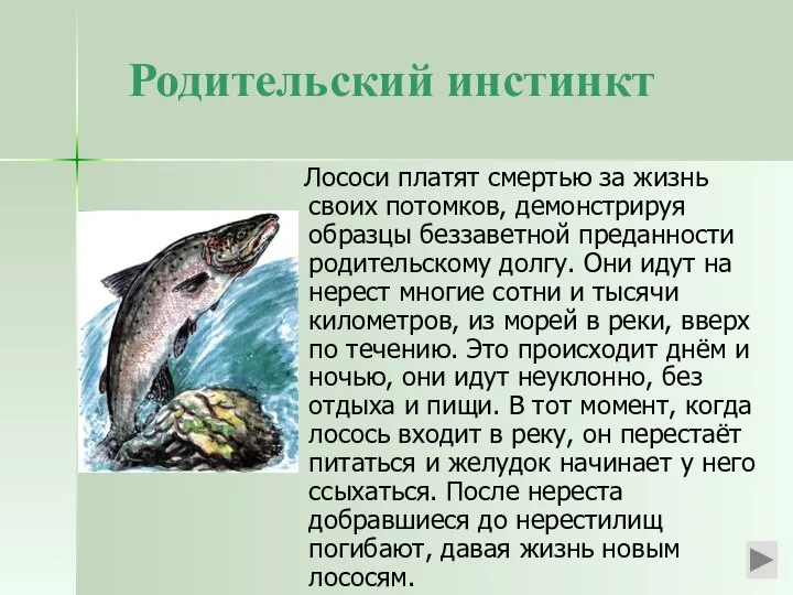 Родительский инстинкт Лососи платят смертью за жизнь своих потомков, демонстрируя образцы