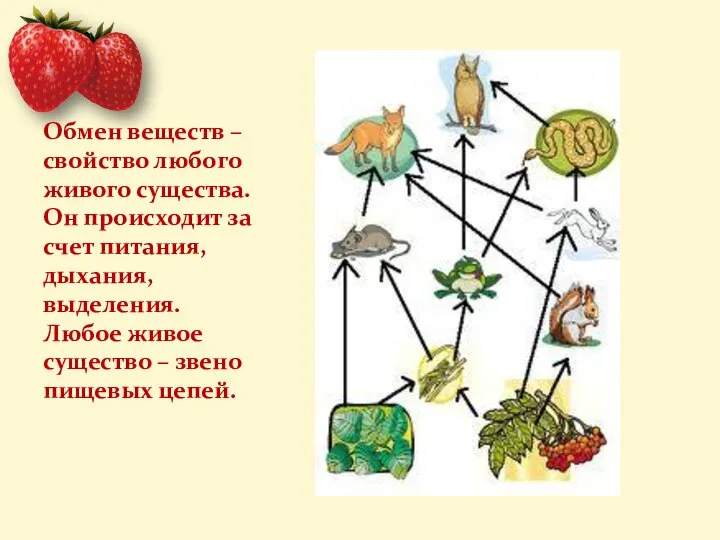 Обмен веществ – свойство любого живого существа. Он происходит за счет