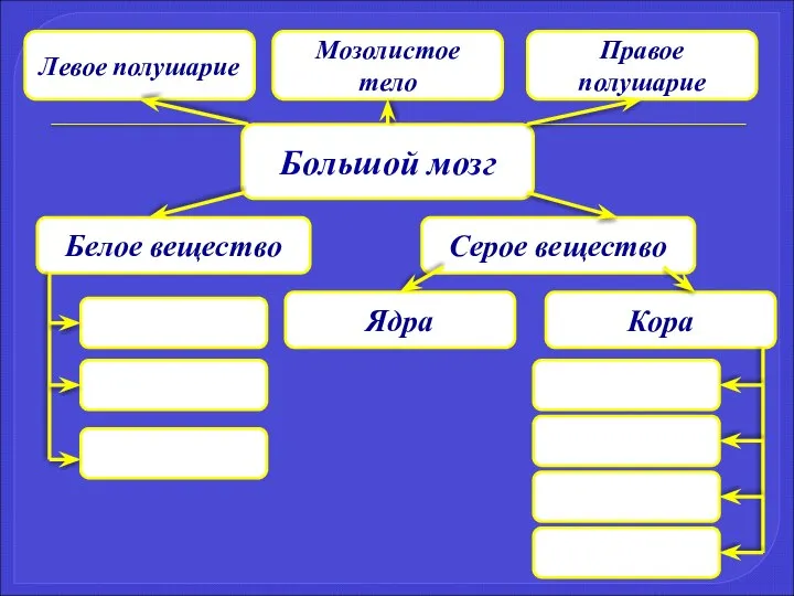 Большой мозг Левое полушарие Мозолистое тело Правое полушарие Серое вещество Белое вещество Кора Ядра