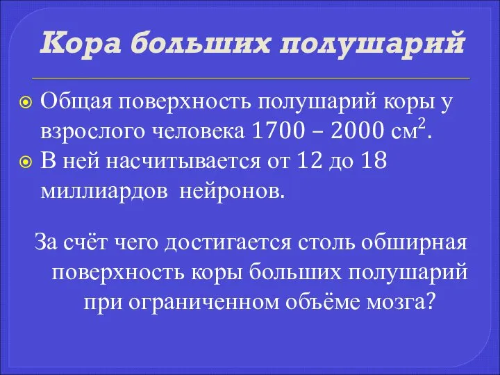 Кора больших полушарий Общая поверхность полушарий коры у взрослого человека 1700