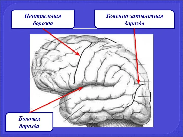 Центральная борозда Теменно-затылочная борозда Боковая борозда