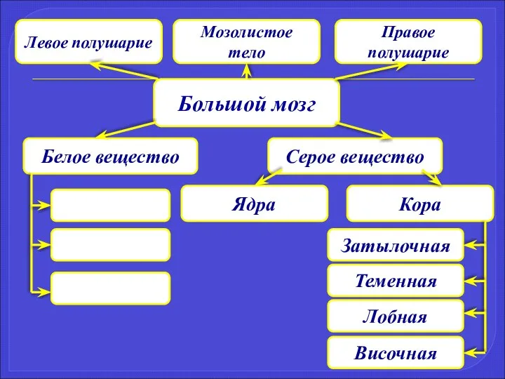 Большой мозг Левое полушарие Мозолистое тело Правое полушарие Серое вещество Белое