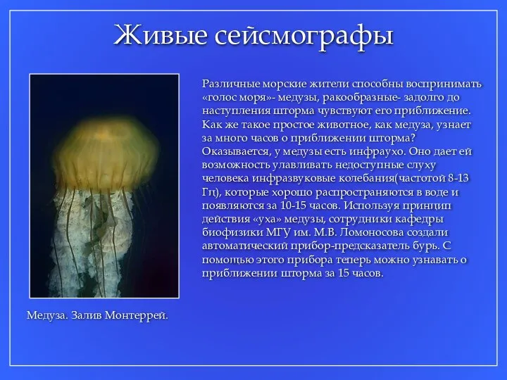 Живые сейсмографы Различные морские жители способны воспринимать «голос моря»- медузы, ракообразные-