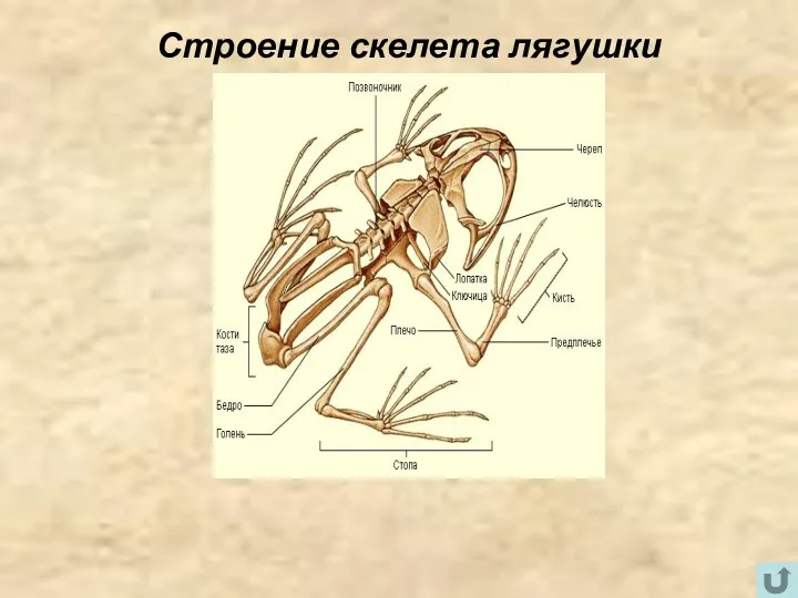 Строение скелета лягушки