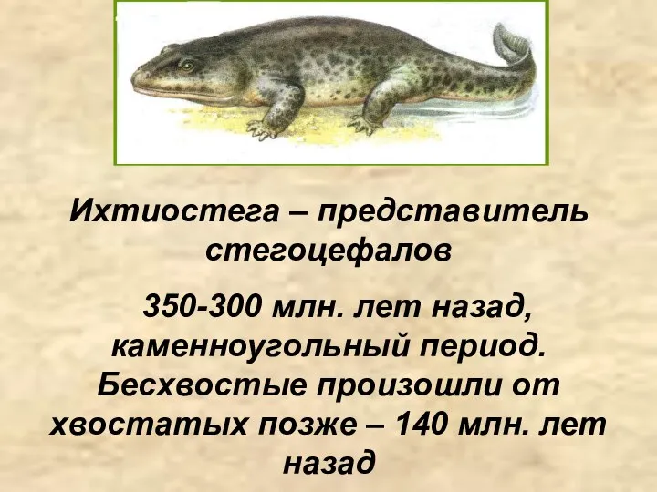 Ихтиостега – представитель стегоцефалов 350-300 млн. лет назад, каменноугольный период. Бесхвостые