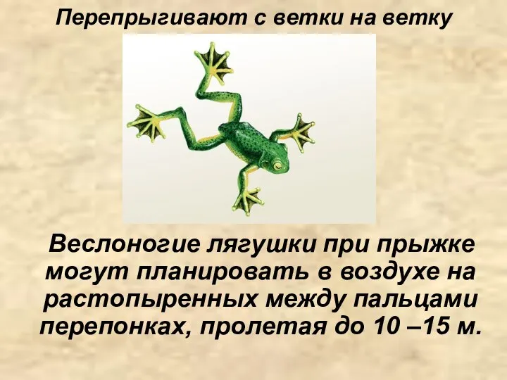 Перепрыгивают с ветки на ветку Веслоногие лягушки при прыжке могут планировать