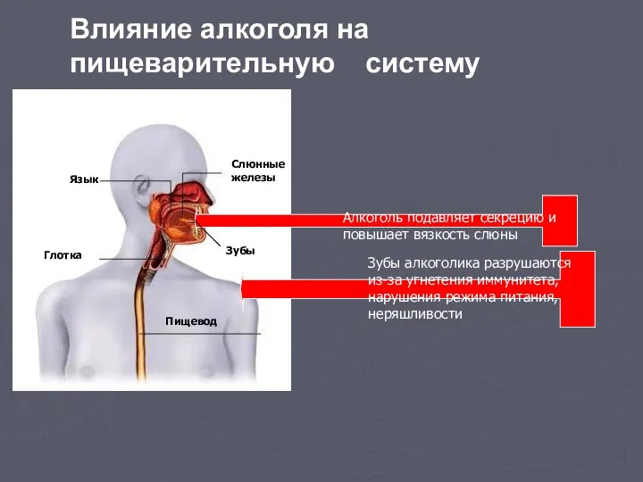 Алкоголь подавляет секрецию и повышает вязкость слюны Зубы алкоголика разрушаются из-за