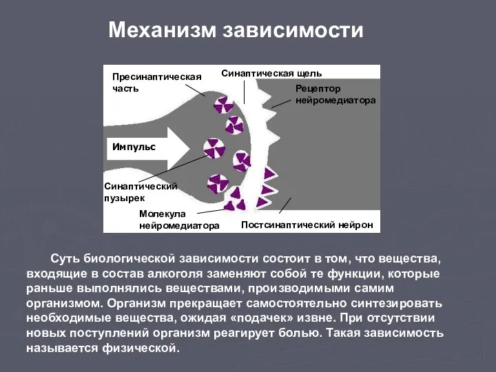 Импульс Синаптический пузырек Пресинаптическая часть Рецептор нейромедиатора Молекула нейромедиатора Синаптическая щель