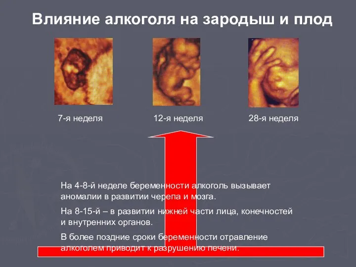 7-я неделя 12-я неделя 28-я неделя Влияние алкоголя на зародыш и