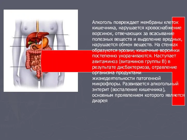 Алкоголь повреждает мембраны клеток кишечника, нарушается кровоснабжение ворсинок, отвечающих за всасывание