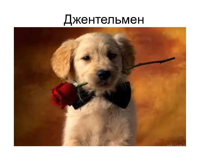 Джентельмен