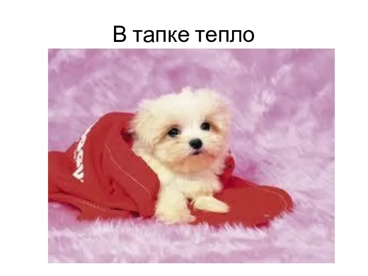 В тапке тепло