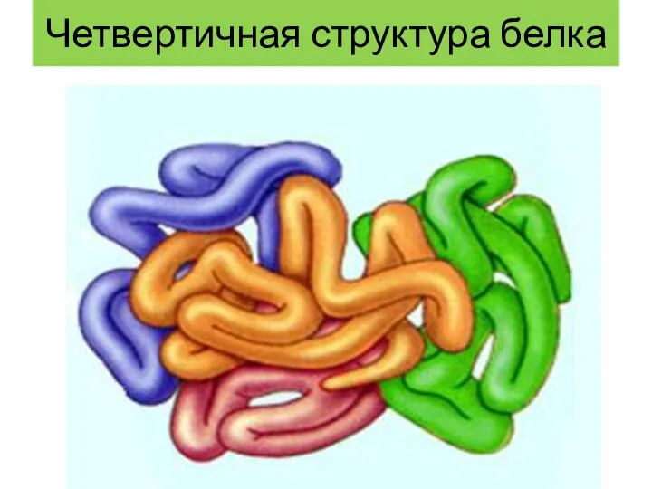 Четвертичная структура белка