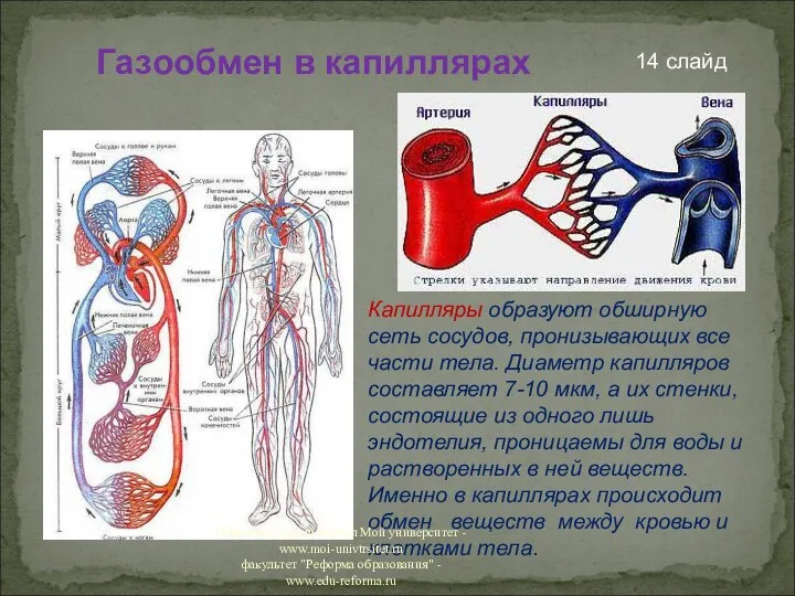 14 слайд Газообмен в капиллярах Капилляры образуют обширную сеть сосудов, пронизывающих