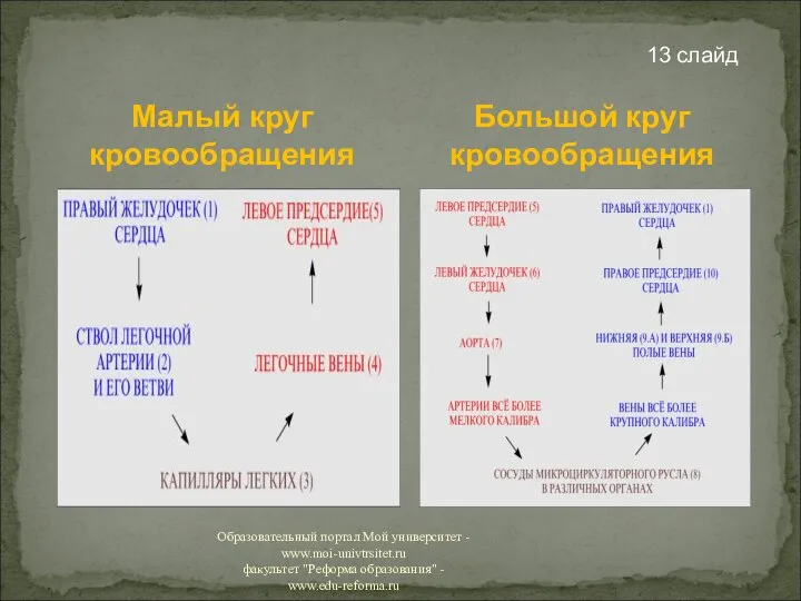 Малый круг кровообращения 13 слайд Большой круг кровообращения Образовательный портал Мой