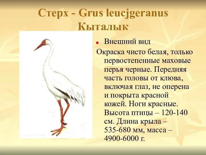 Cтерх - Grus leucjgeranus Кыталык Внешний вид Окраска чисто белая, только