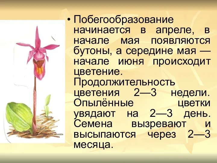 Побегообразование начинается в апреле, в начале мая появляются бутоны, а середине