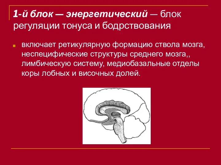 1-й блок — энергетический — блок регуляции тонуса и бодрствования включает