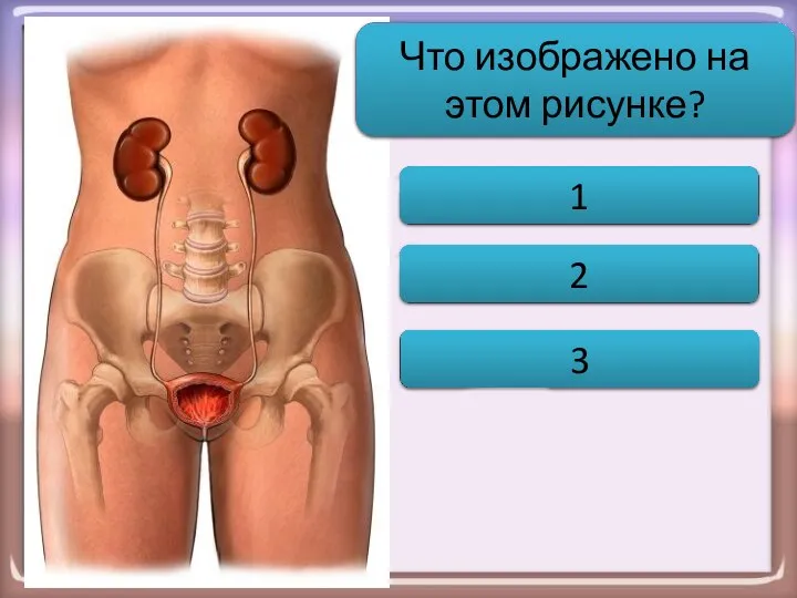 почки мочеточники мочевой пузырь Выделительная система человека 1 2 3 Что изображено на этом рисунке?