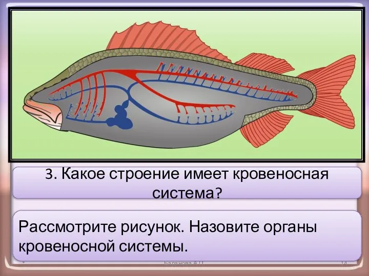 * Баранова А.П. 3. Какое строение имеет кровеносная система? Рассмотрите рисунок. Назовите органы кровеносной системы.