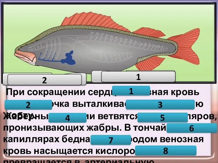 При сокращении сердца венозная кровь из желудочка выталкивается в брюшную аорту.