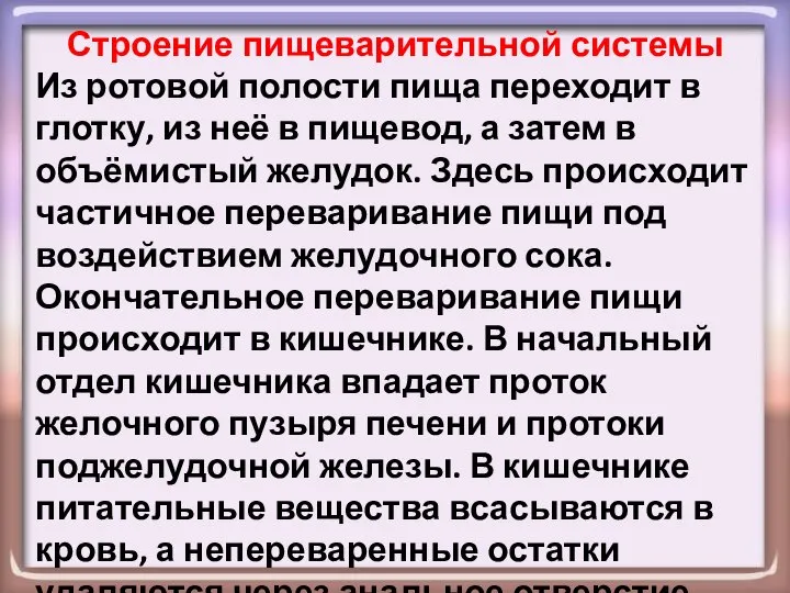 Строение пищеварительной системы Из ротовой полости пища переходит в глотку, из