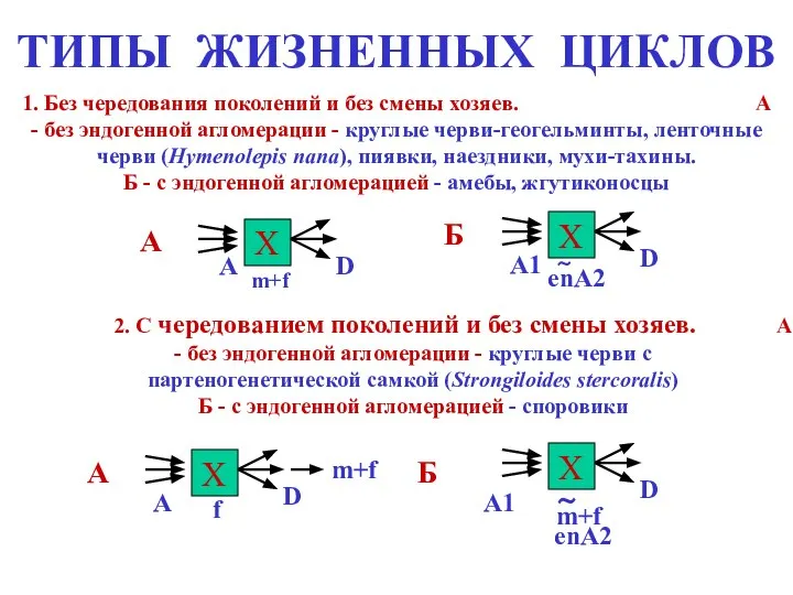 ТИПЫ ЖИЗНЕННЫХ ЦИКЛОВ 1. Без чередования поколений и без смены хозяев.