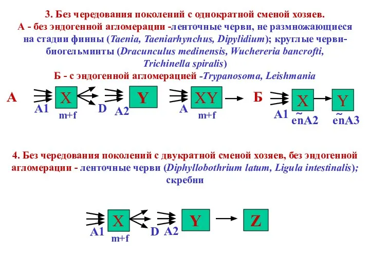 3. Без чередования поколений с однократной сменой хозяев. А - без