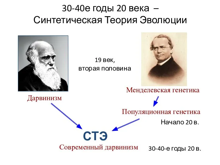 Менделевская генетика Дарвинизм 30-40е годы 20 века – Синтетическая Теория Эволюции