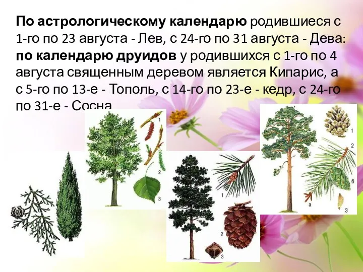 По астрологическому календарю родившиеся с 1-го по 23 августа - Лев,