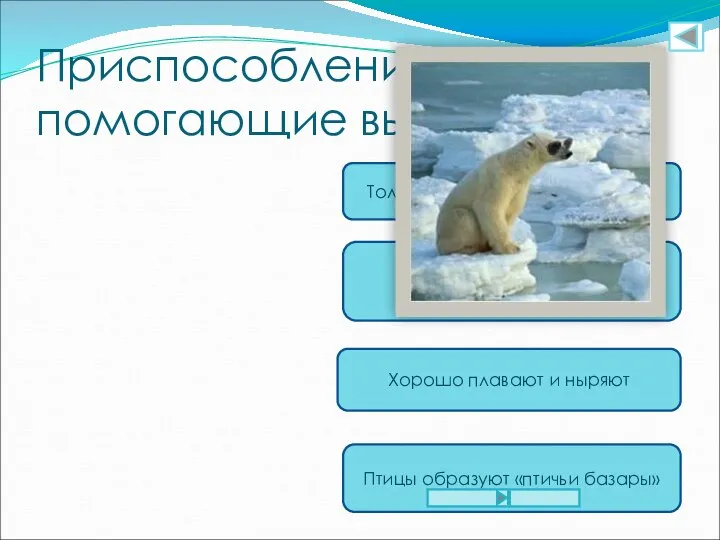 Приспособления, помогающие выжить: Толстый слой подкожного жира Густой мех у животных