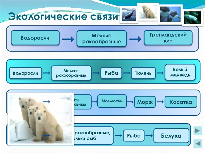 Экологические связи Водоросли Мелкие ракообразные Гренландский кит Водоросли Рыба Тюлень Белый