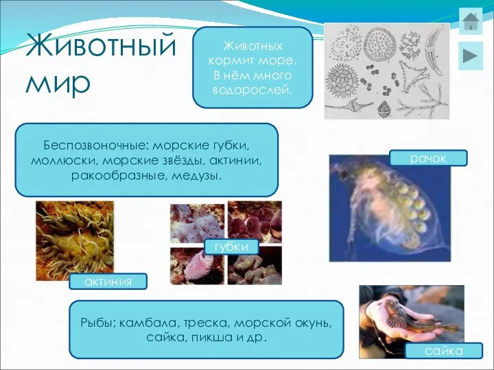 Животный мир Беспозвоночные: морские губки, моллюски, морские звёзды, актинии, ракообразные, медузы.