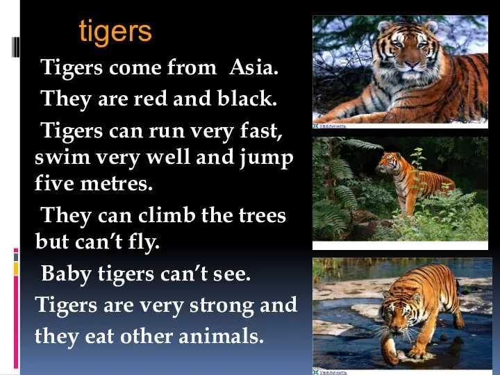 tigers Tigers come from Asia. They are red and black. Tigers