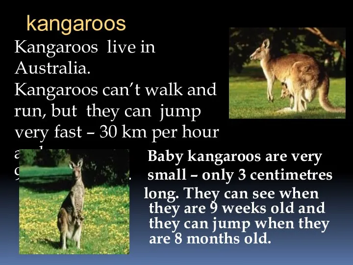 kangaroos Kangaroos live in Australia. Kangaroos can’t walk and run, but