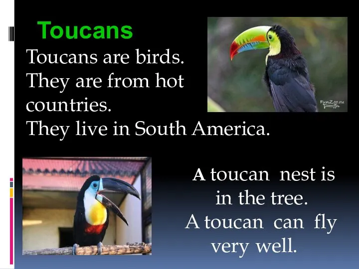 Toucans Toucans are birds. They are from hot countries. They live