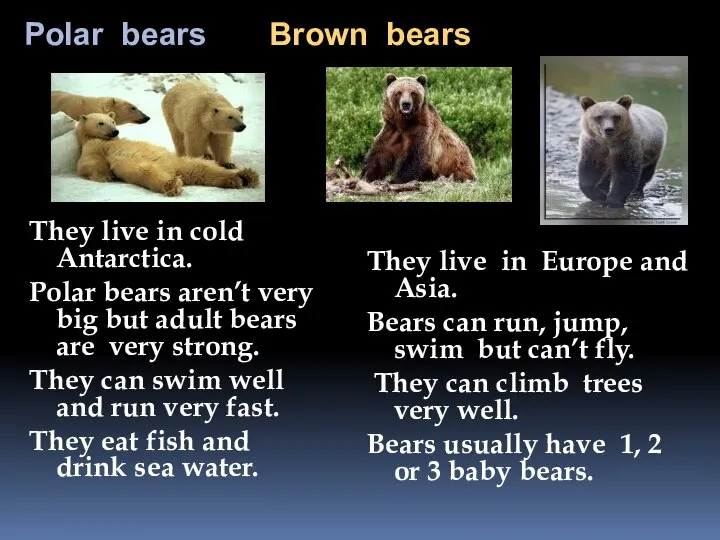 Polar bears Brown bears They live in cold Antarctica. Polar bears