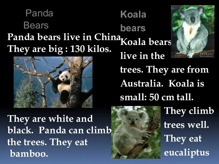 Panda Bears Panda bears live in China. They are big :