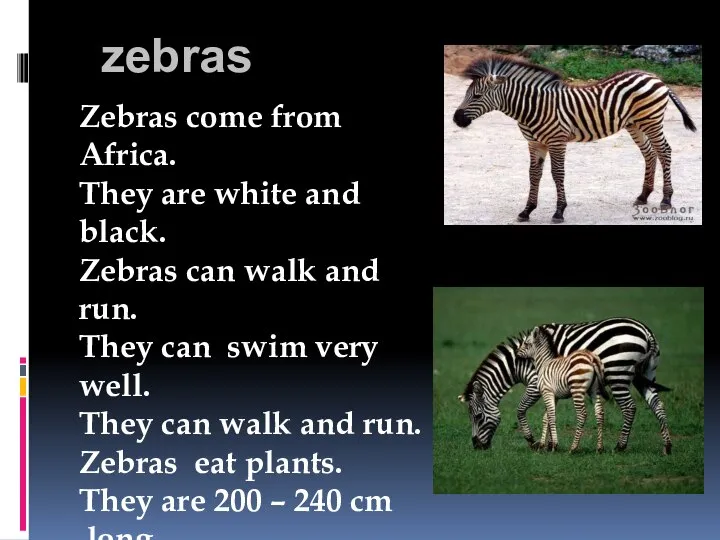 zebras Zebras come from Africa. They are white and black. Zebras