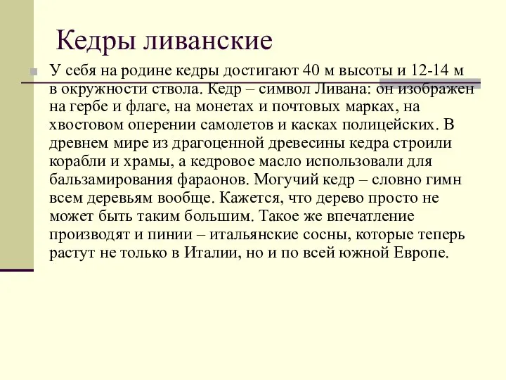 Кедры ливанские У себя на родине кедры достигают 40 м высоты