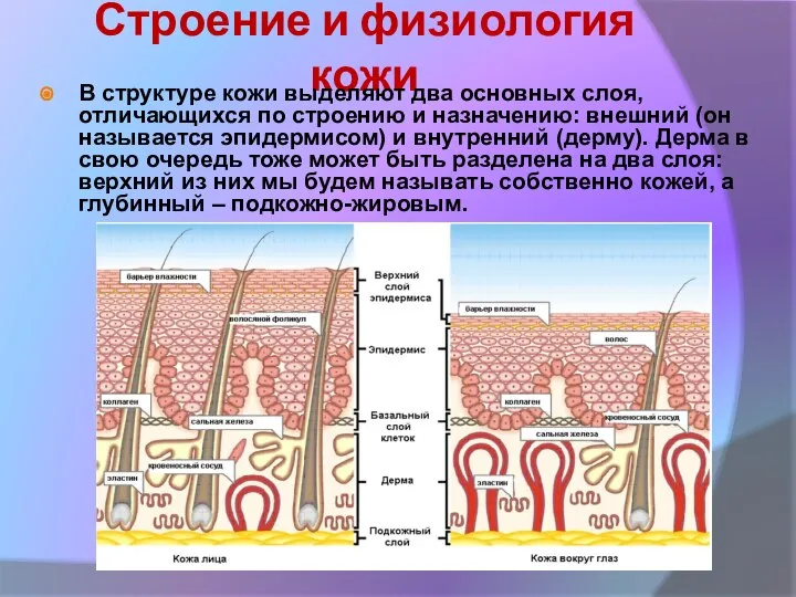 Строение и физиология кожи В структуре кожи выделяют два основных слоя,