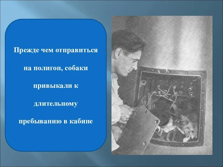 Прежде чем отправиться на полигон, собаки привыкали к длительному пребыванию в кабине