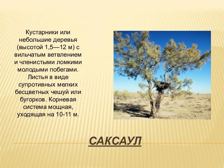 САКСАУЛ Кустарники или небольшие деревья (высотой 1,5—12 м) с вильчатым ветвлением