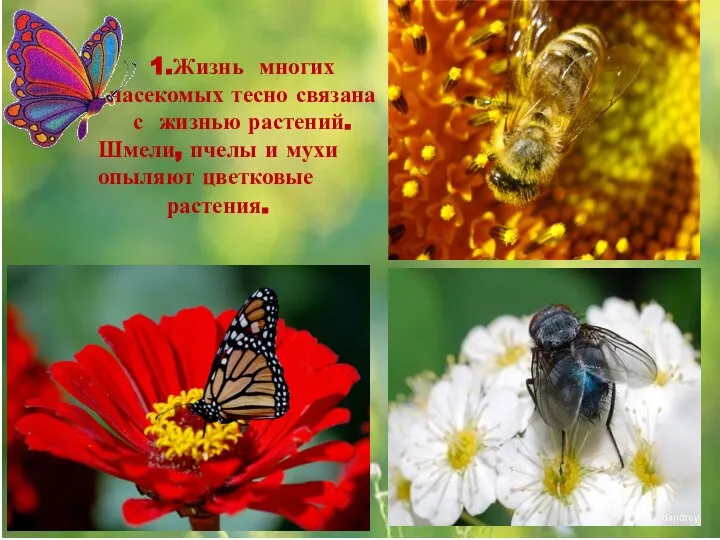 1.Жизнь многих насекомых тесно связана с жизнью растений. Шмели, пчелы и мухи опыляют цветковые растения.