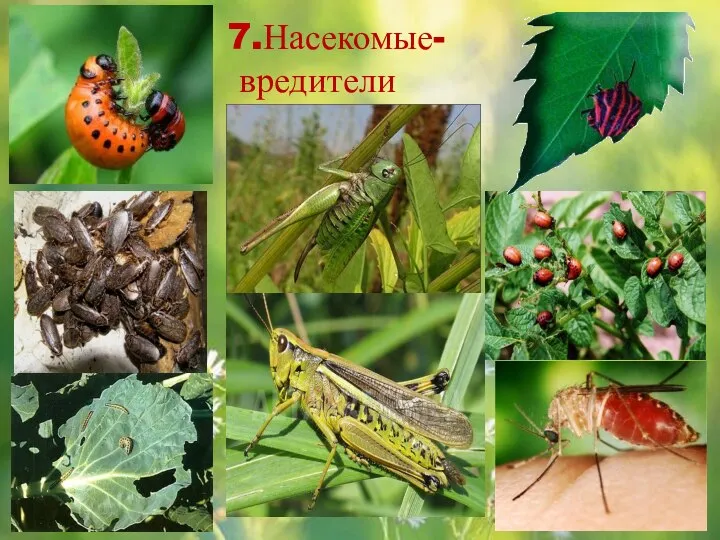 7.Насекомые- вредители