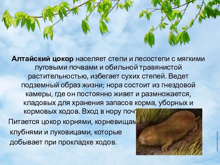 Алтайский цокор населяет степи и лесостепи с мягкими луговыми почвами и