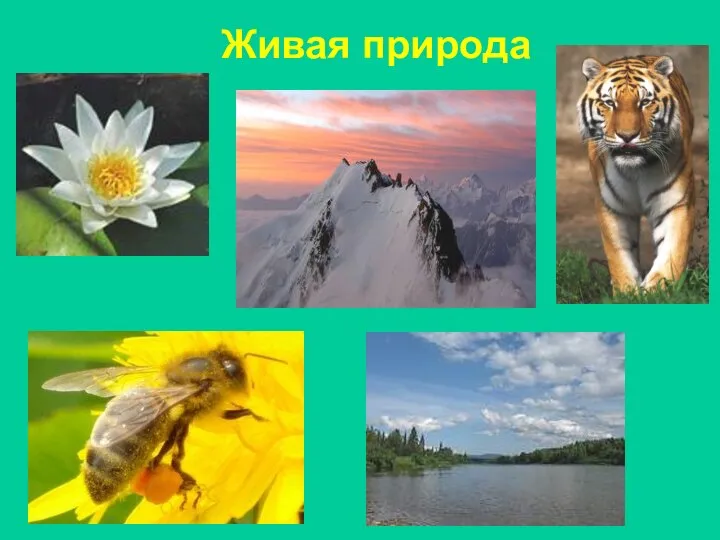 Живая природа