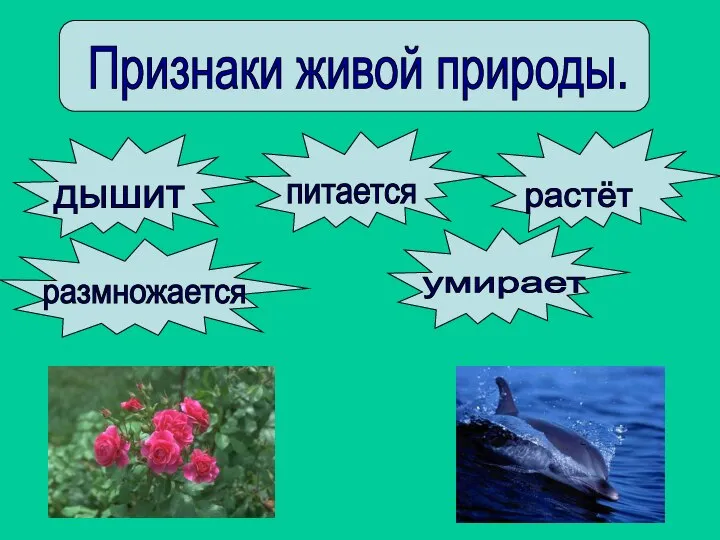 Признаки живой природы. дышит питается растёт размножается умирает