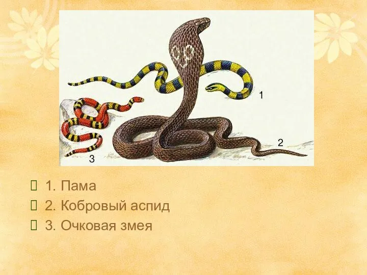 1. Пама 2. Кобровый аспид 3. Очковая змея