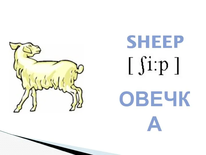 SHEEP ОВЕЧКА